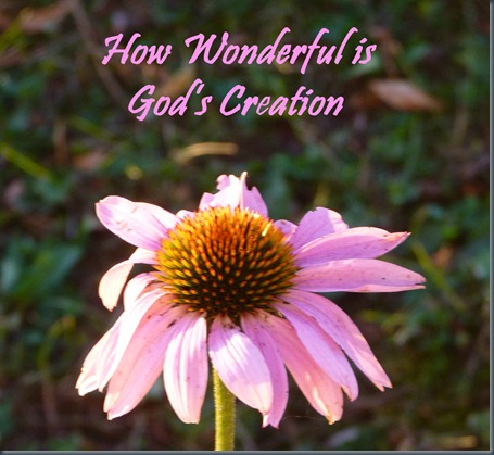 How Wonderful is God's creation