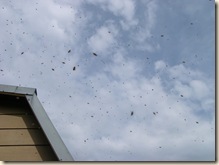 A swarm in May