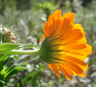 Calendula