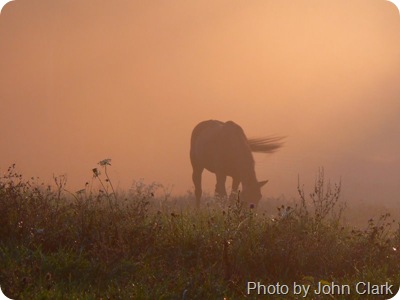 horse