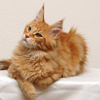 Bearcloud Lagartija Nick @ 14 weeks nick1.jpg
