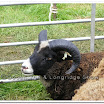 Sheep 005.jpg