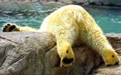 Como os ursos hibernam