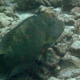 Over Three Feet Long! - Noumea, New Caledonia