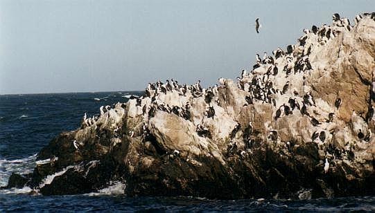 [Cormoranera_CaboBlanco%255B4%255D.jpg]