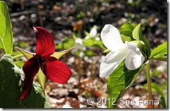 SueReno_Red,WhiteTrillium