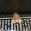 Copper Underwing