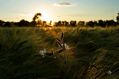Summer-Barley-5