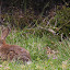 A Rabbit Hopping In The Grass - Tauranga, New Zealand