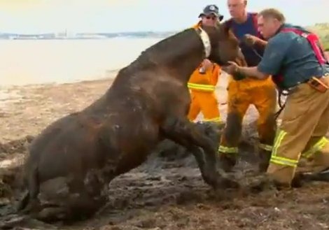 [Dramatic-Horse-Rescue-Australia-03%255B2%255D.jpg]