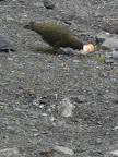 Kea (alpine parrot)