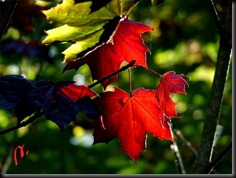 Hojas de Arce Real en otoño