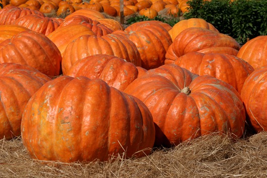 [pumpkin_patch_2%255B3%255D.jpg]