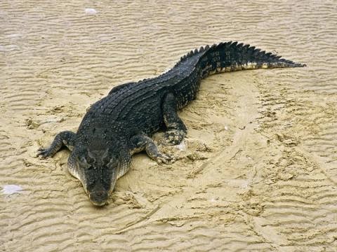 saltwater-crocodile_696_600x450-480x360.jpg
