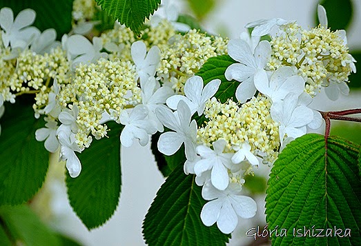 Glória Ishizaka - flor 2