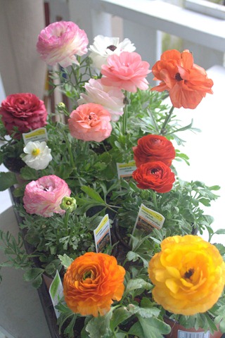 [ranunculus%255B3%255D.jpg]