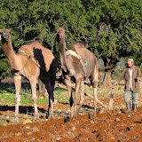 Morocco - IMGP0647.JPG