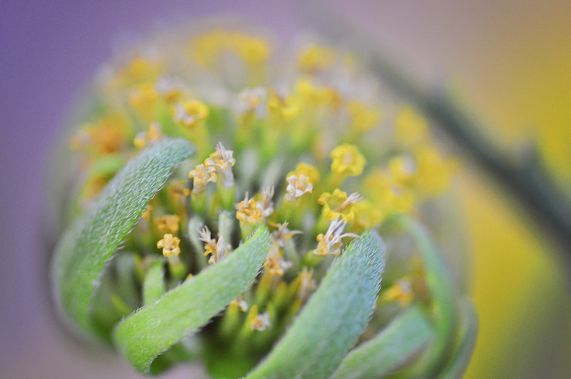 [macro-Ridge%2520Wayne%2520003%255B5%255D.jpg]