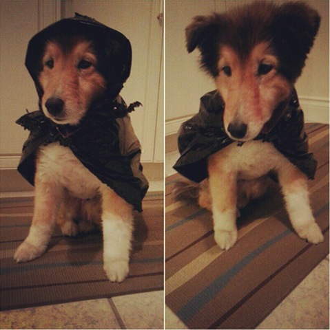 [hurricane-sandy-dogs-18%255B2%255D.jpg]