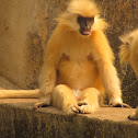 golden langoor