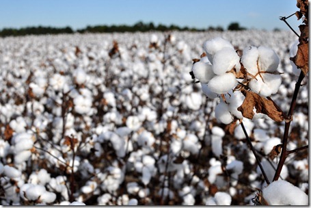 new farm cotton 2012 (12)