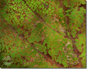 IMG_0354 wtrmrk