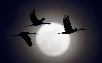 SHADOWY BIRDS