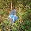 Dolfijnen - 2011-2012 - Natuurwerkdag