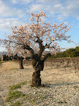 Amendier en fleur