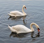 DSC_1158.JPG