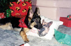 Boreas' First Christmas