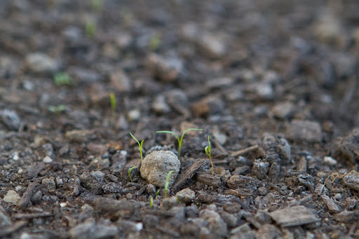 This is the early stages of green leafy spinach and we all know how healthy spinach is, loaded with vitamins, minerals, calcium, and iron! This is the early stages of green leafy spinach and we all know how healthy spinach is, loaded with vitamins, minerals, calcium, and iron!