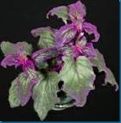 Purple  Velvet plant