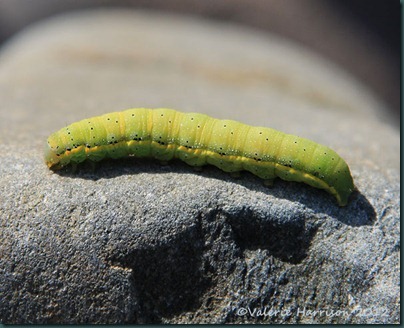 35 Bright-Line-Brown-Eye-Caterpillar