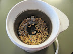 Coriander seeds in spice grinder.