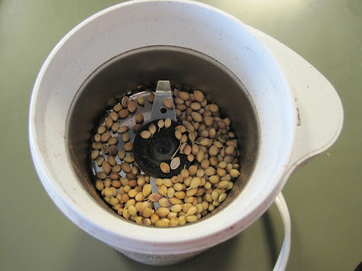 Coriander seeds in spice grinder.