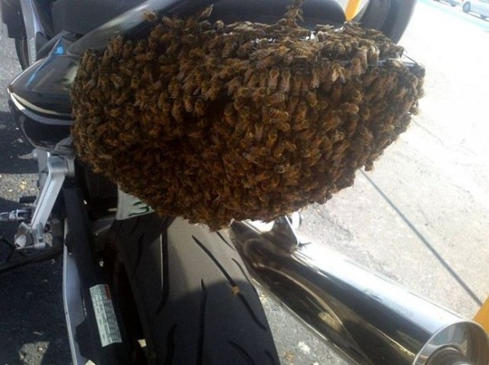 [viral-picdump-5a11b2%255B2%255D.jpg]