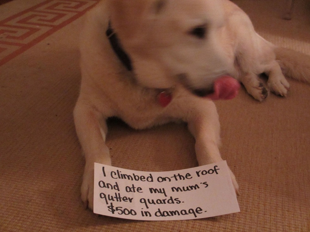[bad%2520dog%2520%25281%2529%255B3%255D.jpg]