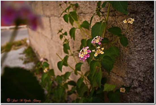 florecillas florecillas