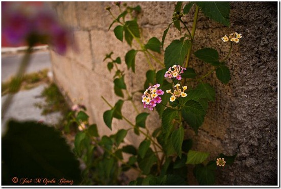 florecillas