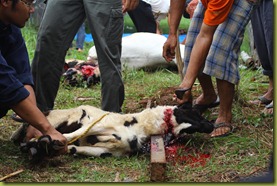 IMG_7935 IMG_7935