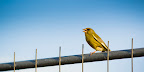 angry bird angry bird