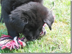 puppy 06