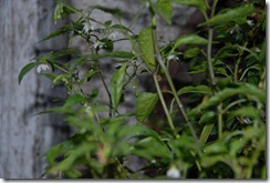 DSC_0977 DSC_0977