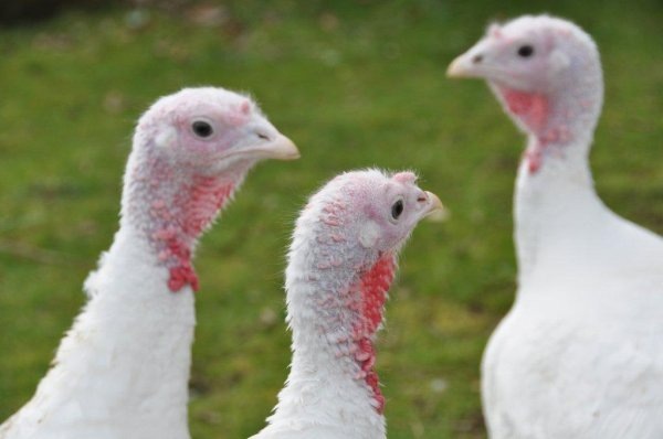 [Turkey%25202%255B2%255D.jpg]