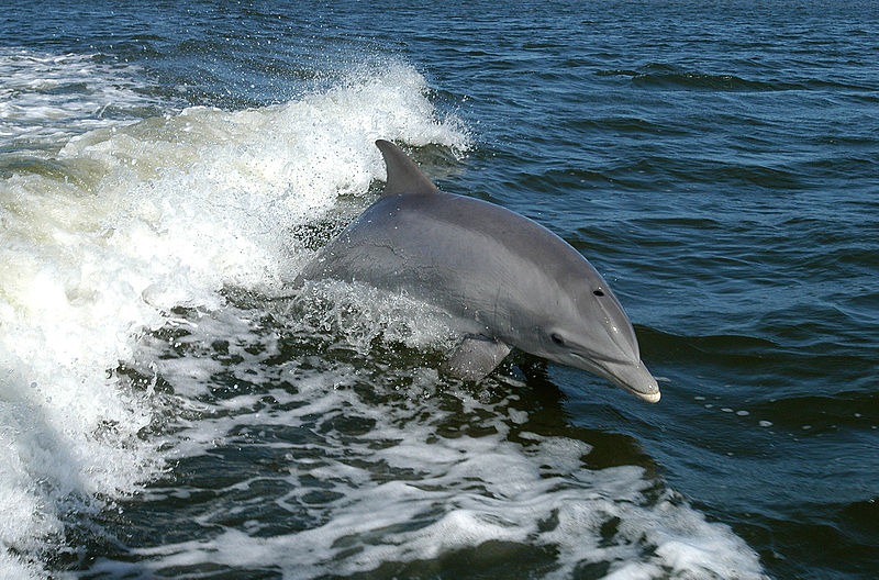 [Bottlenose_Dolphin_KSC04pd0178%255B4%255D.jpg]