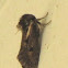 Clemens' Grass Tubeworm Moth