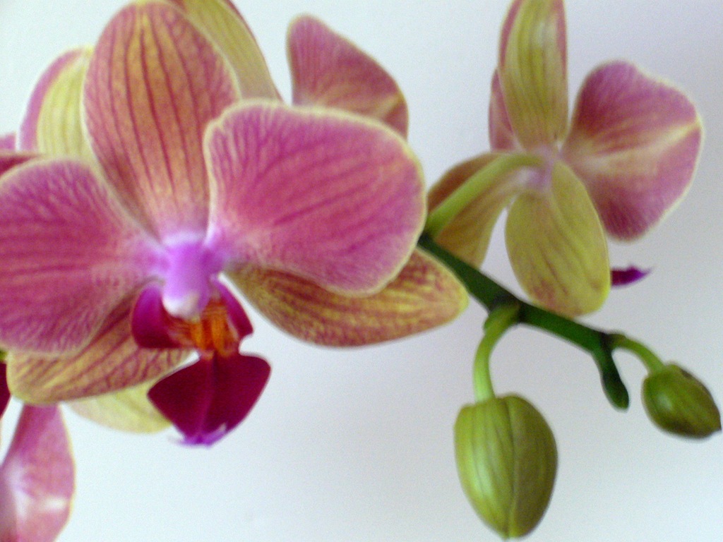 [orchid%25204%255B6%255D.jpg]