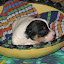 VirguleChiots08 005.jpg