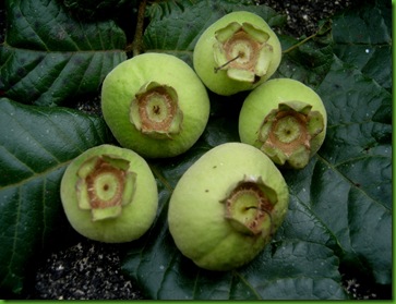 Campomanesia Wilson P (2) Campomanesia Wilson P (2)
